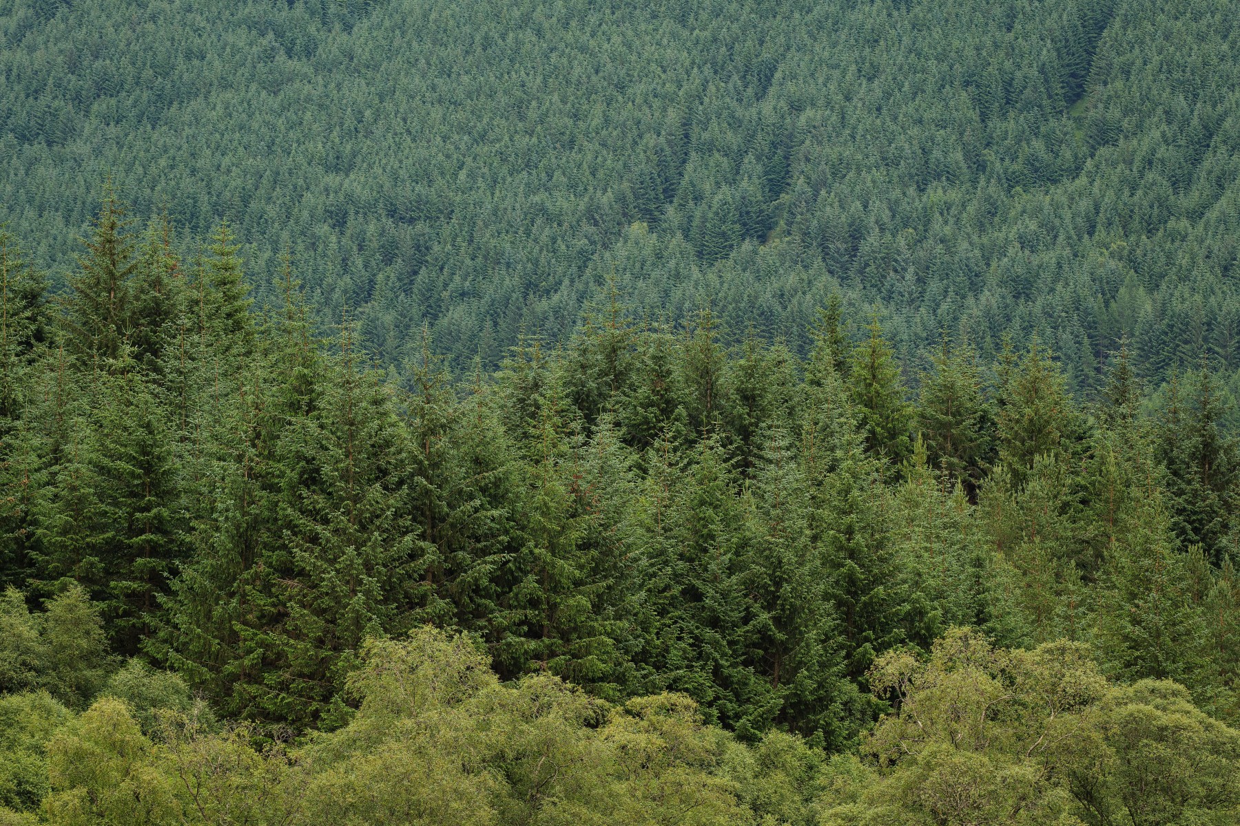 Renewable Project Development Javelin